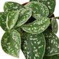Pothos
