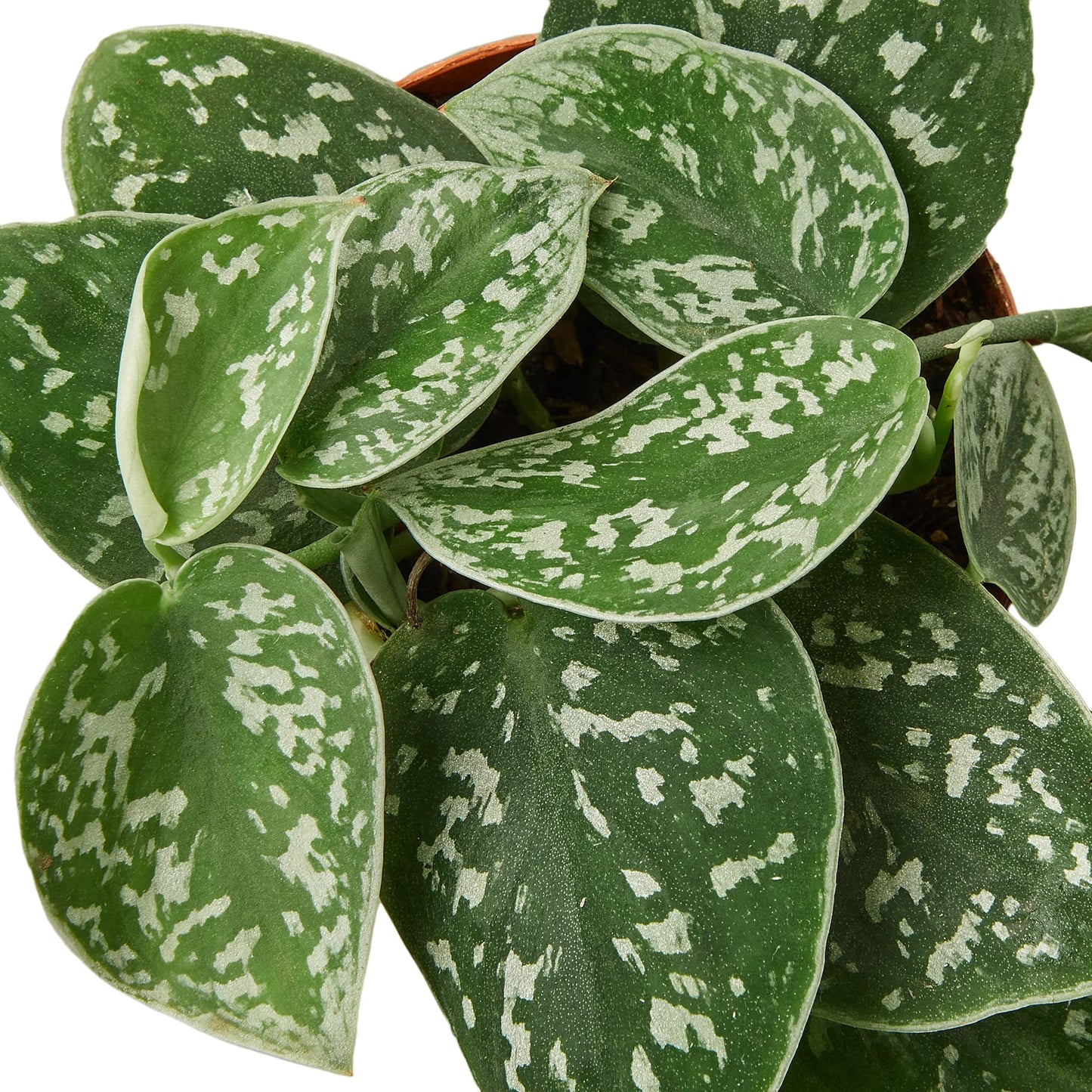 Pothos
