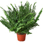 Ferns