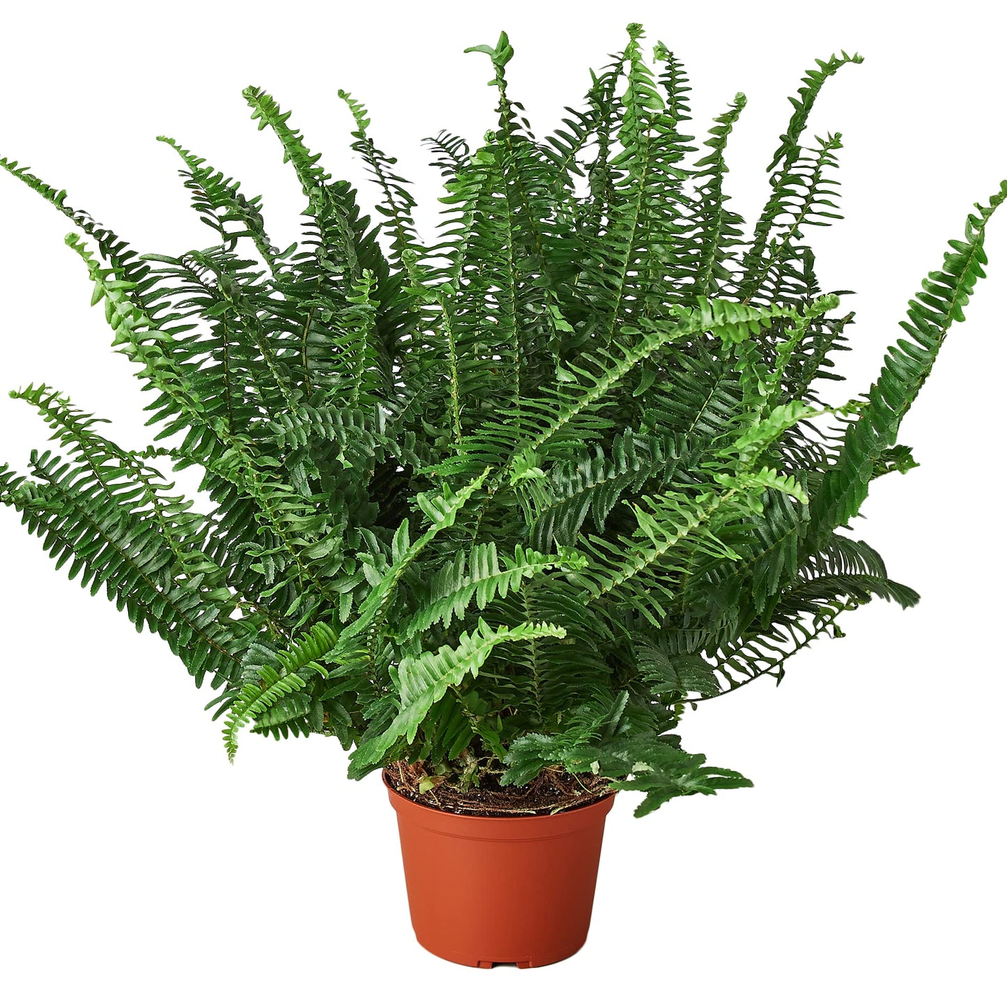 Ferns
