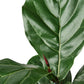 Ficus
