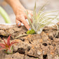 DIY Natural Cork Bark with Air Plants Kit