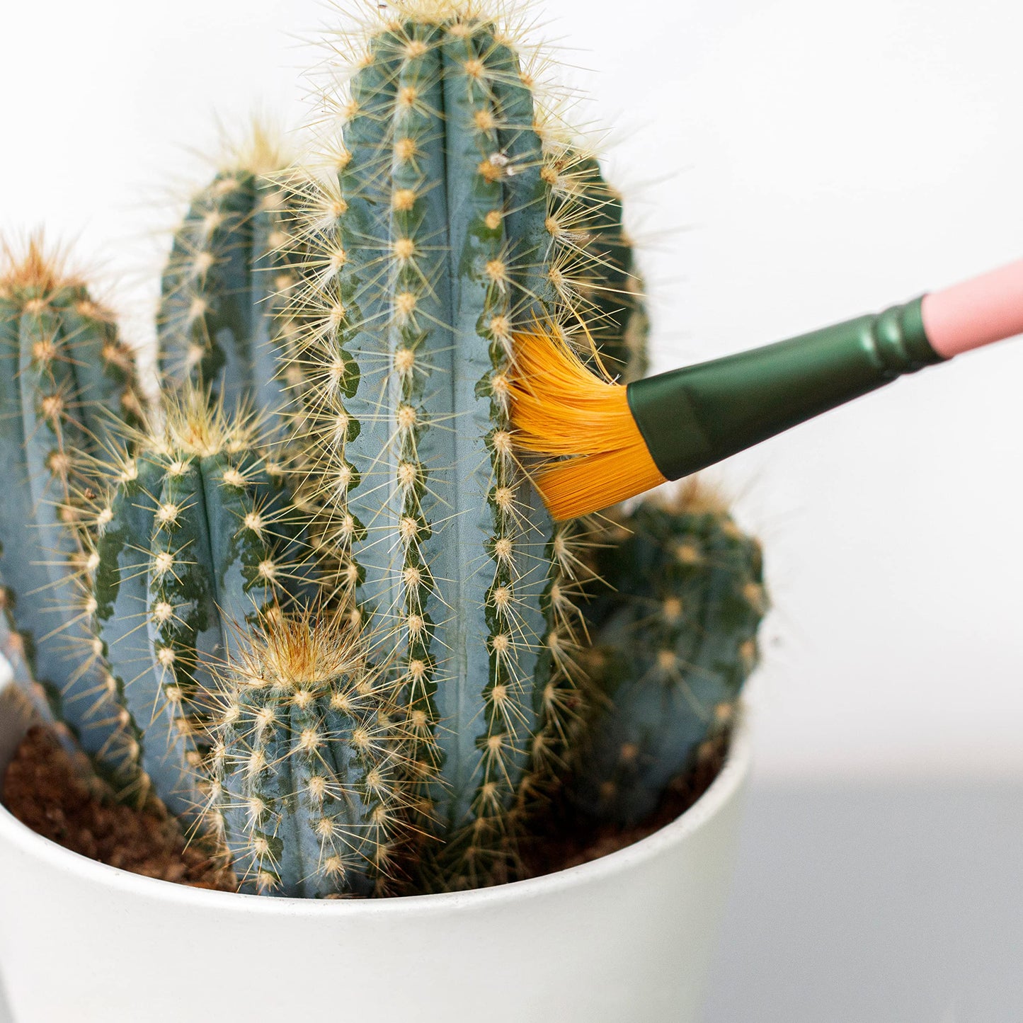 Mini Cactus Brush Set