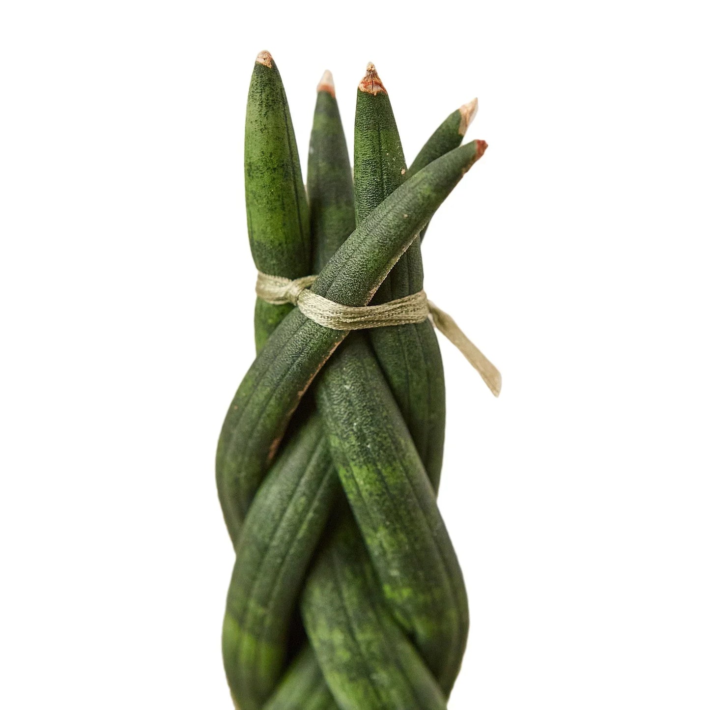 Braided Snake Plant