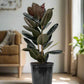 Burgundy Ficus Elastic "Rubber Tree"
