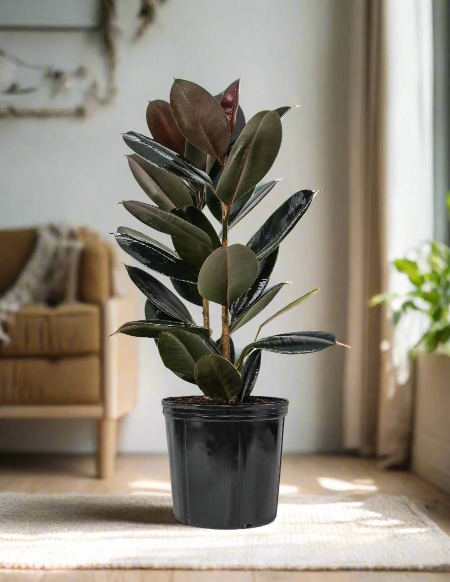 Burgundy Ficus Elastic "Rubber Tree"