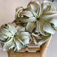 Xerographica Air Plants