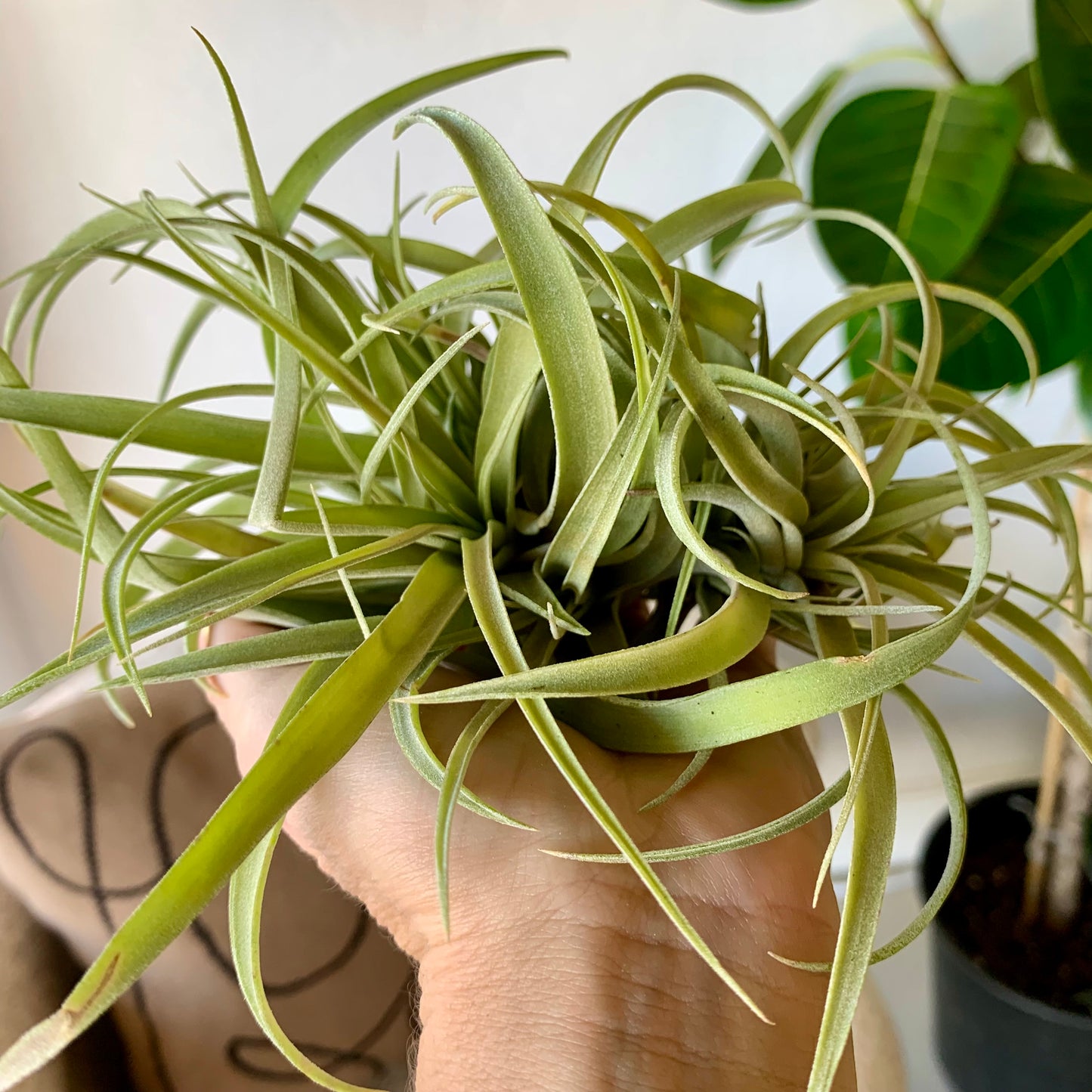 Large Clump Air Plant
