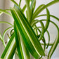 Curly Spider Plant "Bonnie"