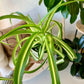 Curly Spider Plant "Bonnie"