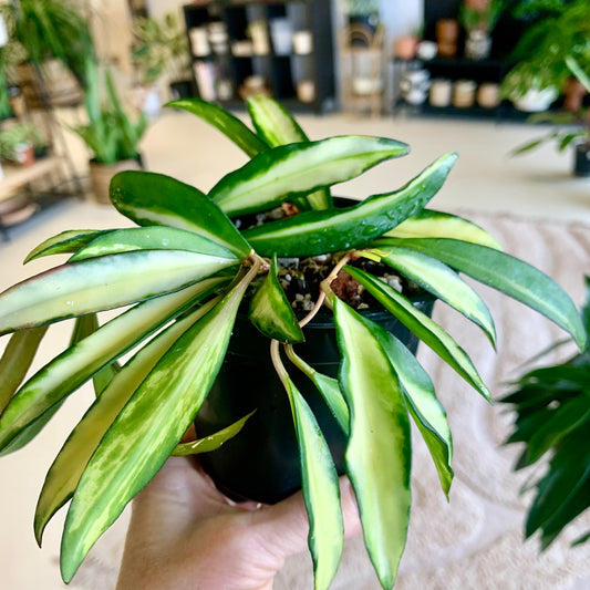 Hoya Wayetii Tricolor