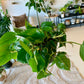 Heart Leaf Philodendron
