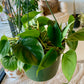 Heart Leaf Philodendron