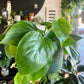 Heart Leaf Philodendron