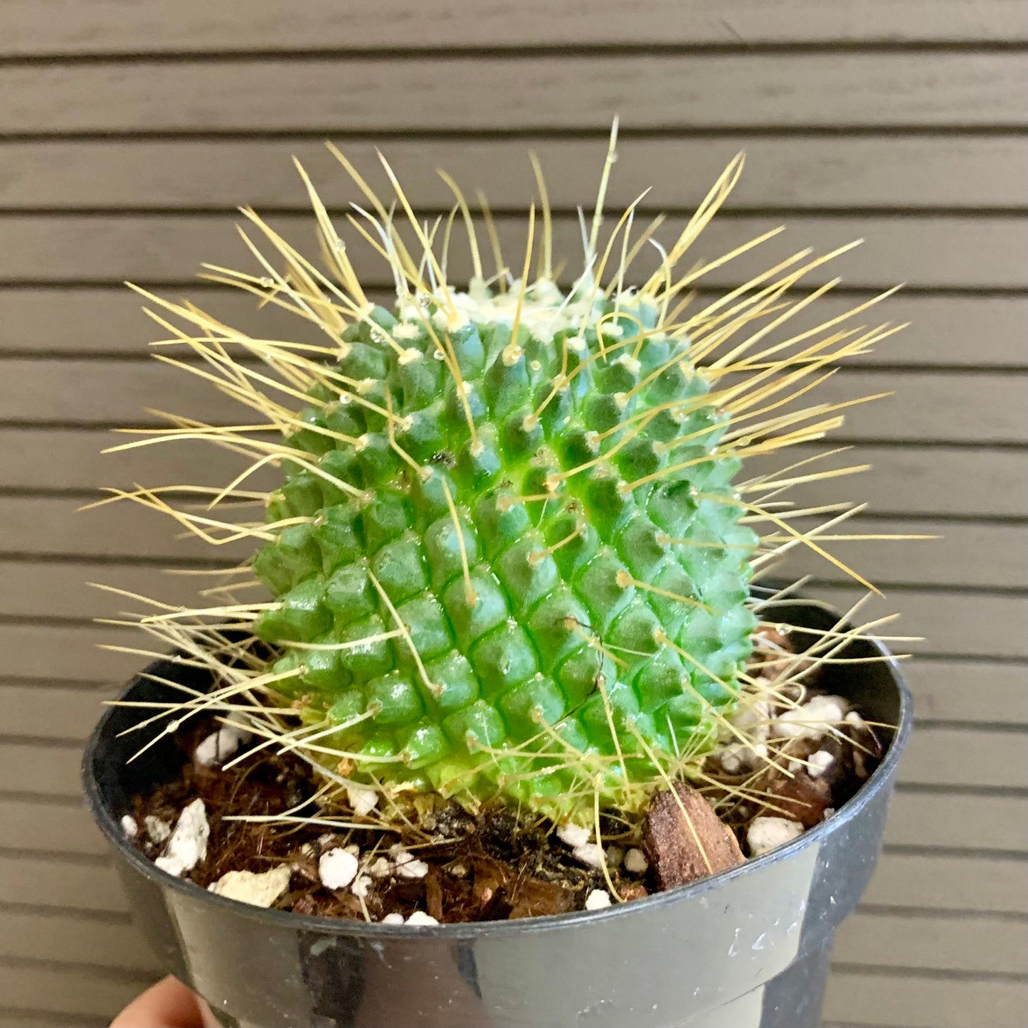 Un Pico Cactus
