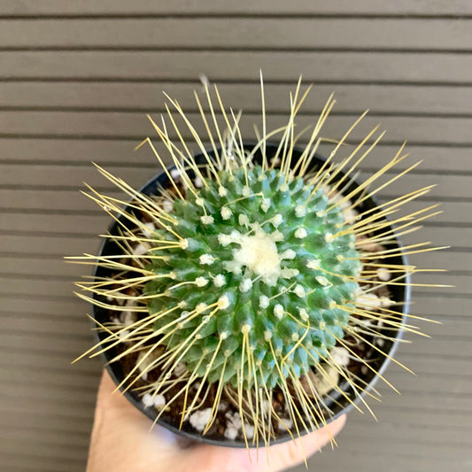 Un Pico Cactus