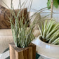 Bartramii Clump Airplant