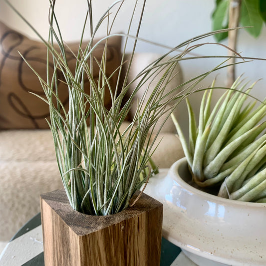 Bartramii Clump Airplant