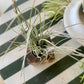 Bartramii Clump Airplant
