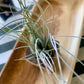 Bartramii Clump Airplant