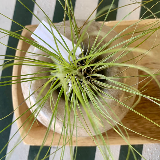 Filifolia Tillandsia