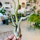 Caput Medusae Air Plant