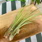 Tillandsia Juncea Air Plant