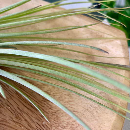 Tillandsia Juncea Air Plant