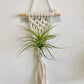 Hanging Air Plant Holder