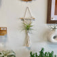 Hanging Air Plant Holder