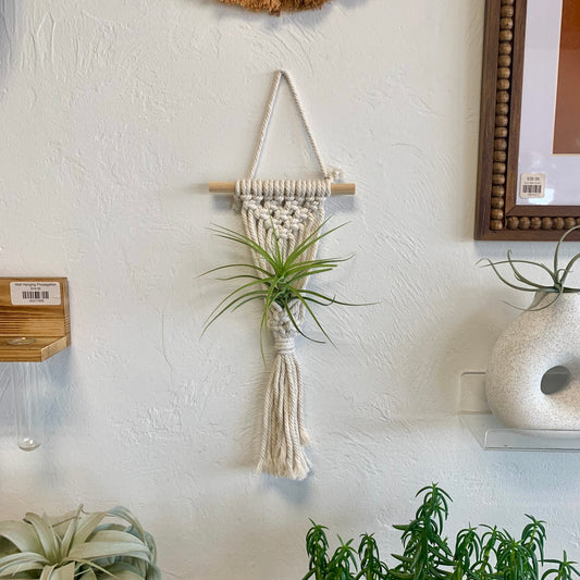 Hanging Air Plant Holder