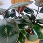 Burgundy Ficus Elastic "Rubber Tree"