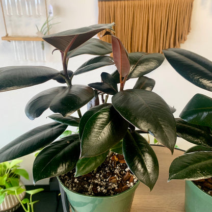 Burgundy Ficus Elastic "Rubber Tree"