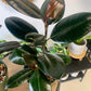 Burgundy Ficus Elastic "Rubber Tree"