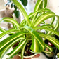 Curly Spider Plant "Bonnie"