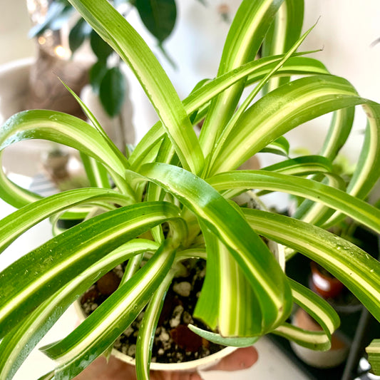 Curly Spider Plant "Bonnie"