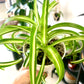 Curly Spider Plant "Bonnie"