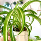 Curly Spider Plant "Bonnie"