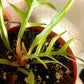 Philodendron Tortum