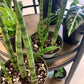 Snake Cylindrica
