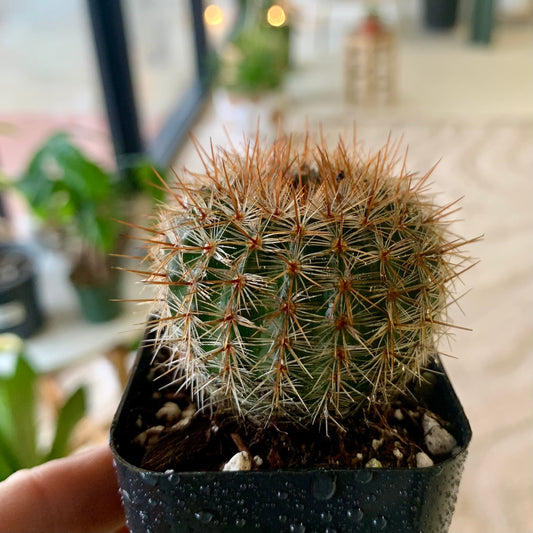 Parodia Cactus