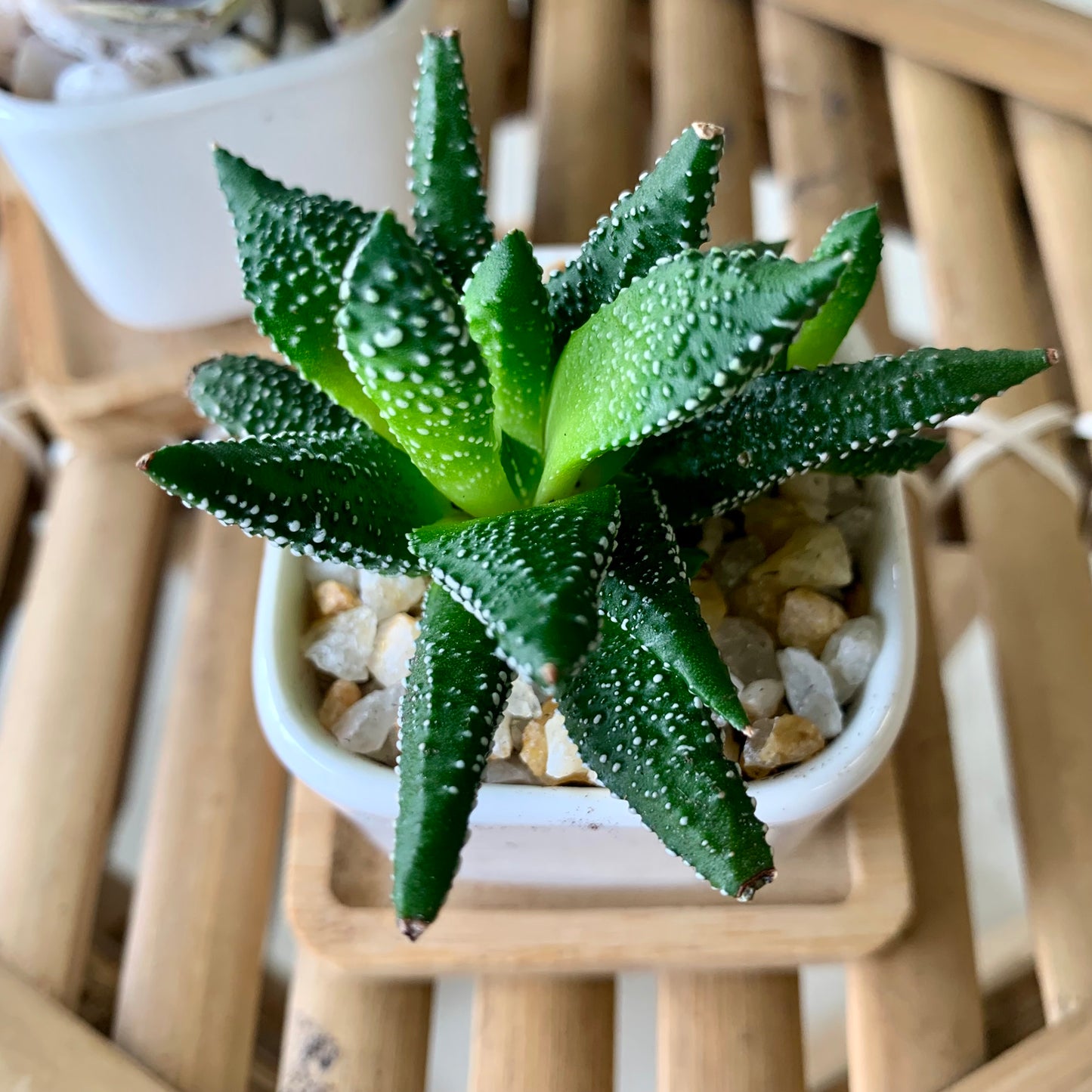 Potted Gasteria Plant