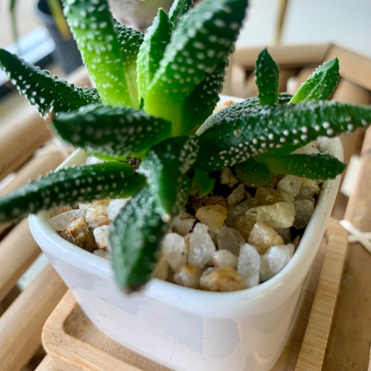Potted Gasteria Plant
