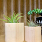Wood Air Plant Holder