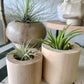 Wood Air Plant Holder