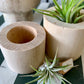 Wood Air Plant Holder