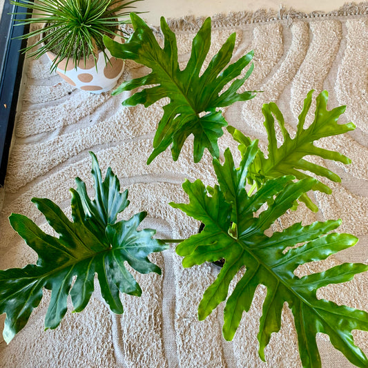 Philodendron Hope Selloum