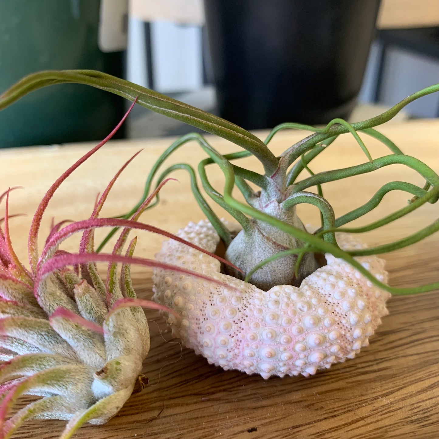 Bulbosa Air Plant