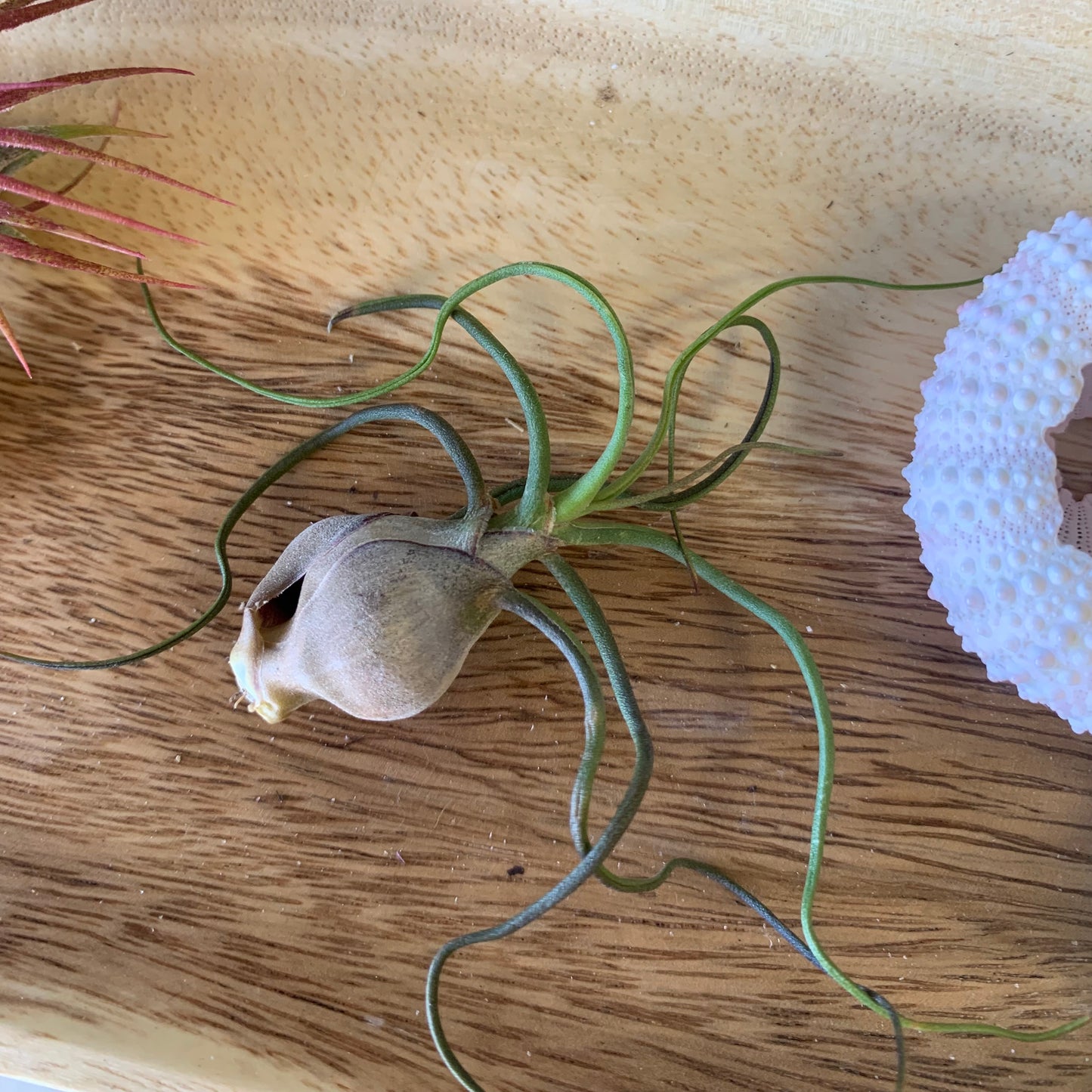 Bulbosa Air Plant