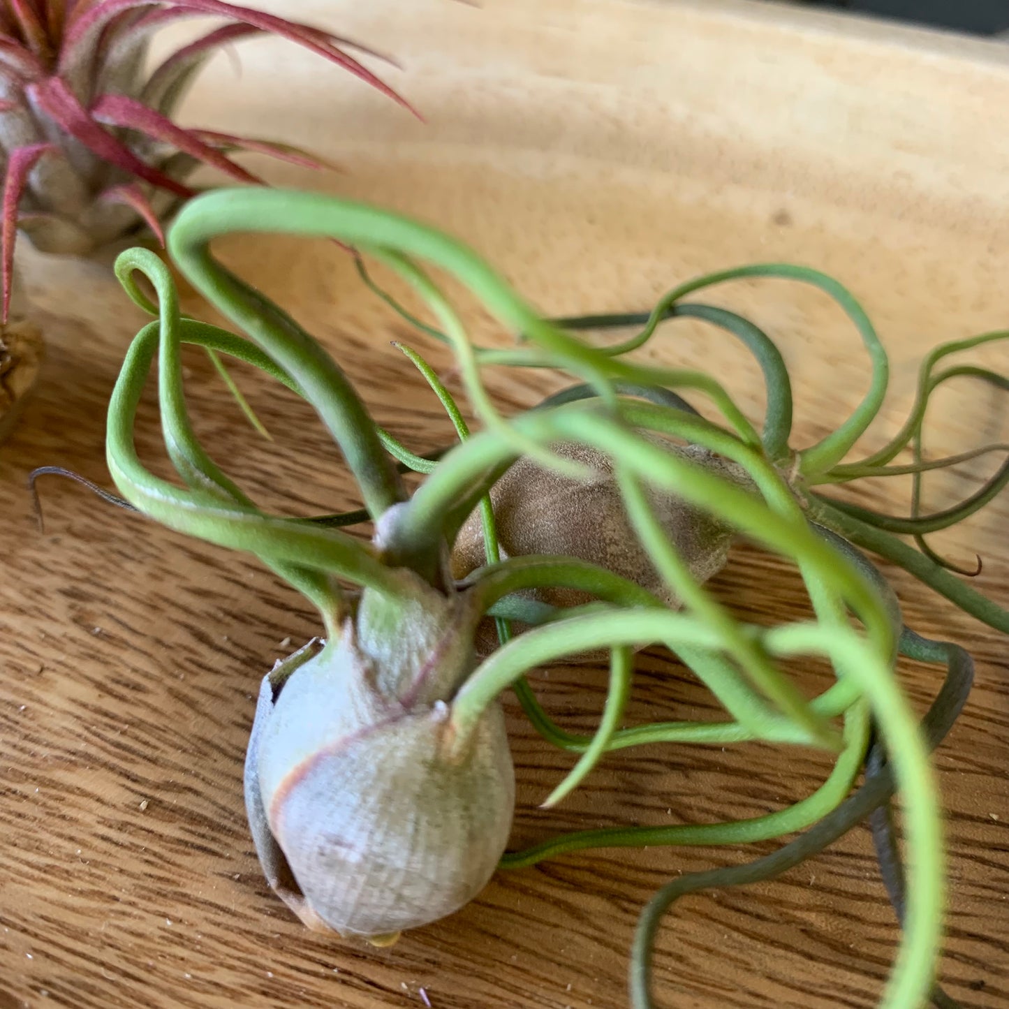 Bulbosa Air Plant